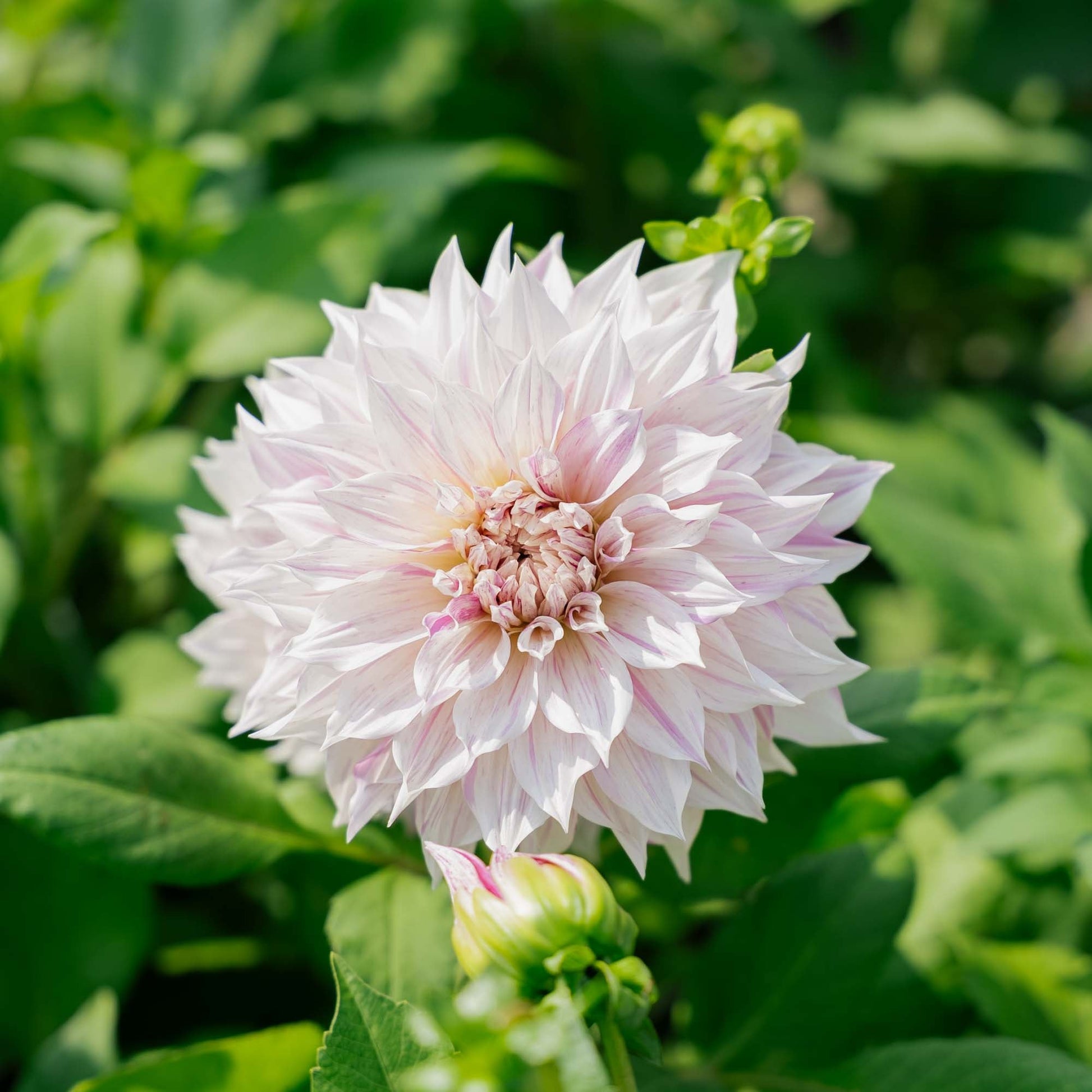 Dalia 'Cafe au Lait Twist'