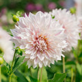 Dalia 'Cafe au Lait Twist'