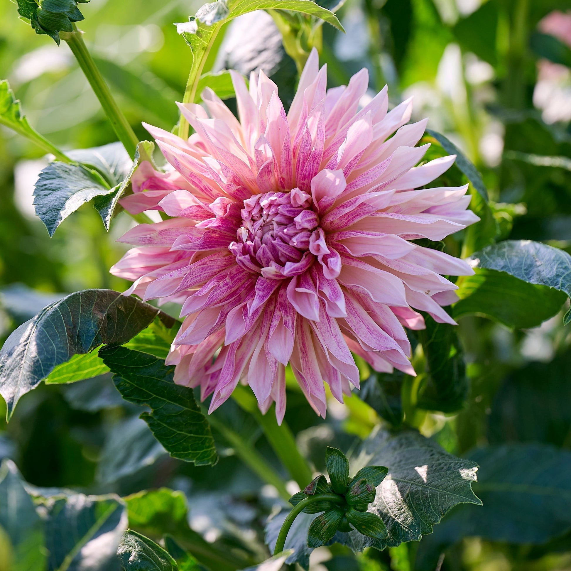 Dalia 'Cafe de Paris'