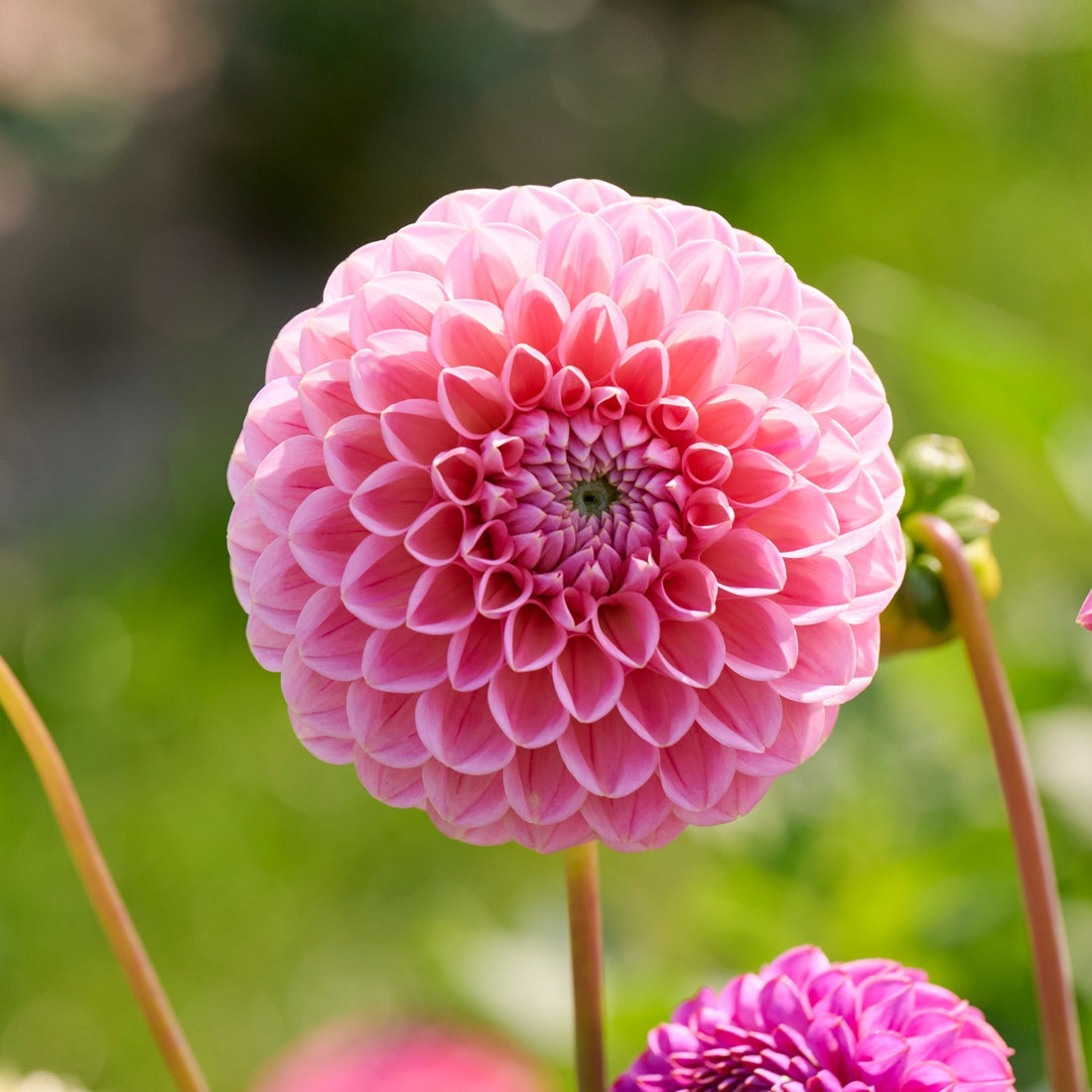 Dalia 'Caitlin's Joy'