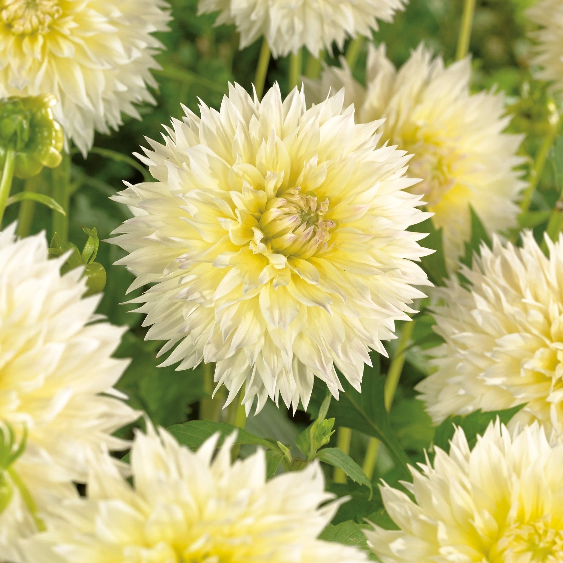 Dalia 'Canary Fubuki'