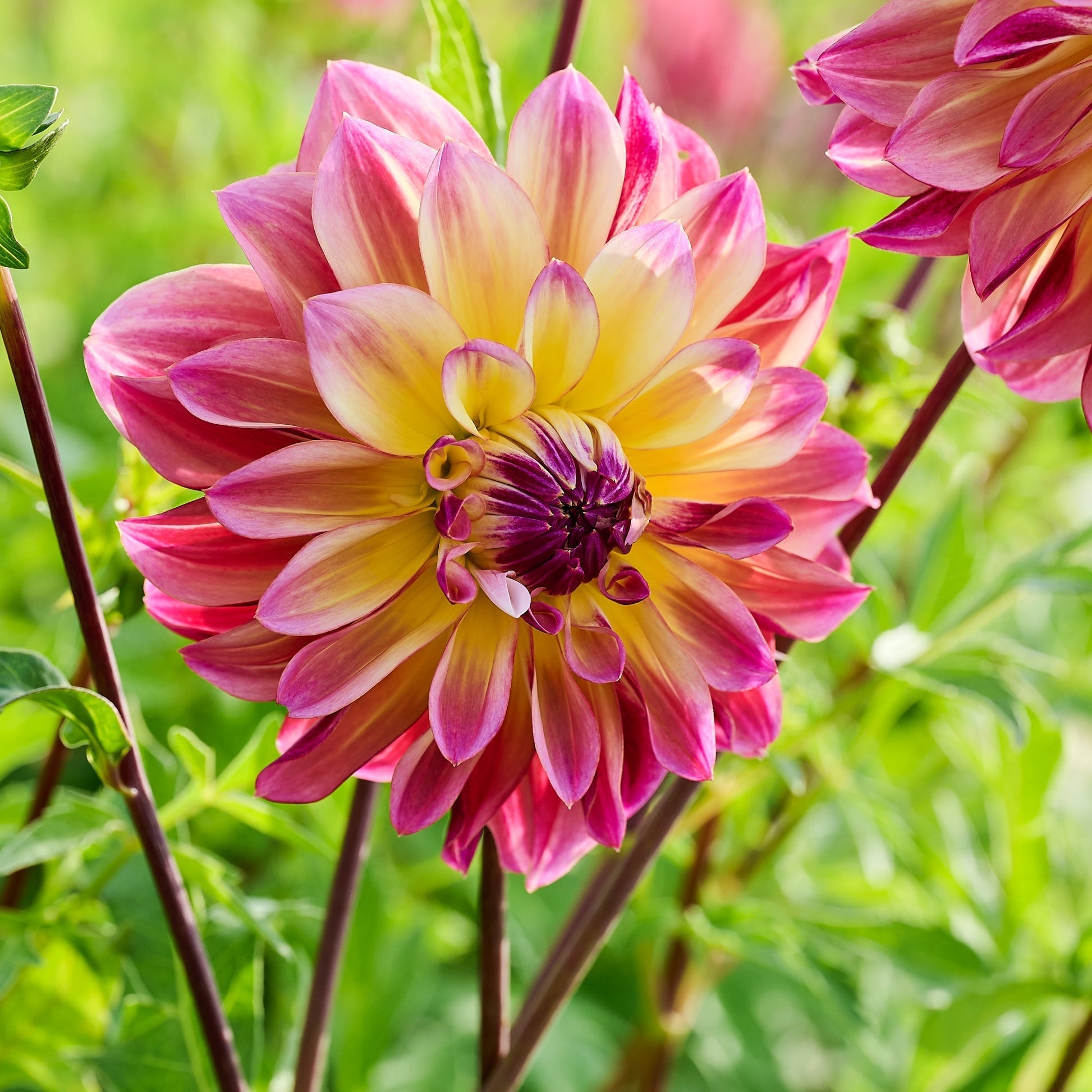 Dalia 'Caribbean Fantasy'