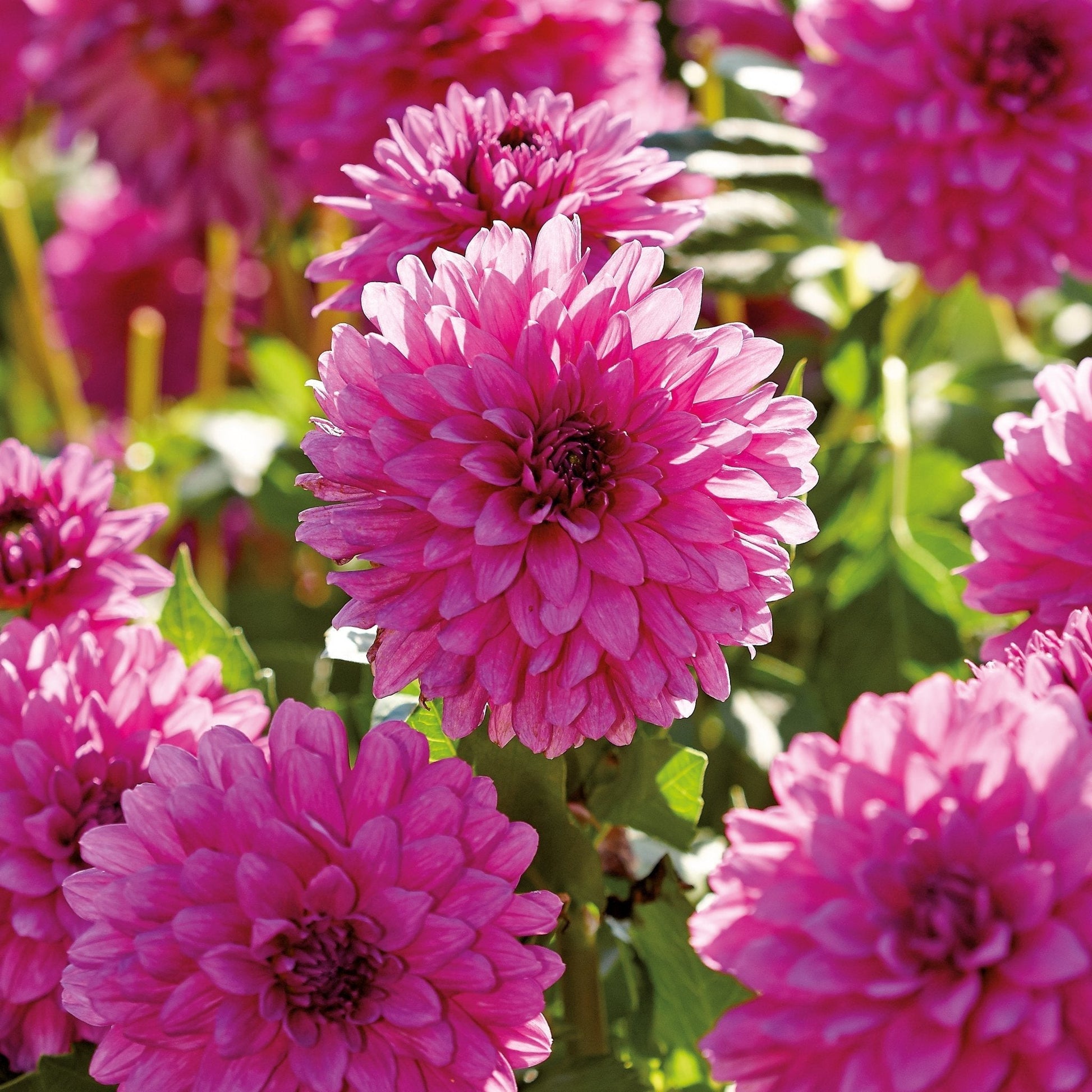 Dalia 'Claudette'