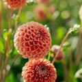 Dalia 'Cornel Bronze'