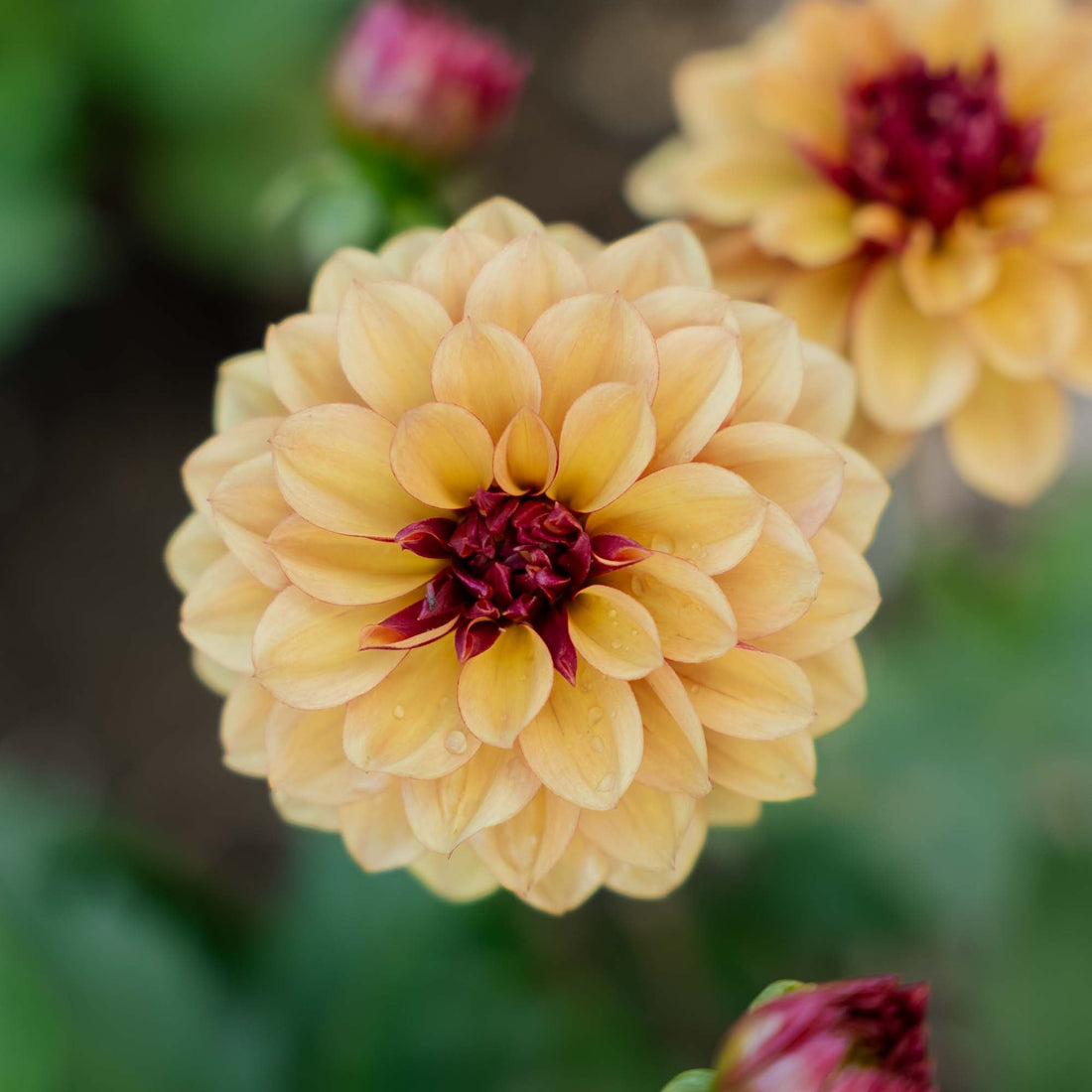 Dalia 'Creme de Cognac'