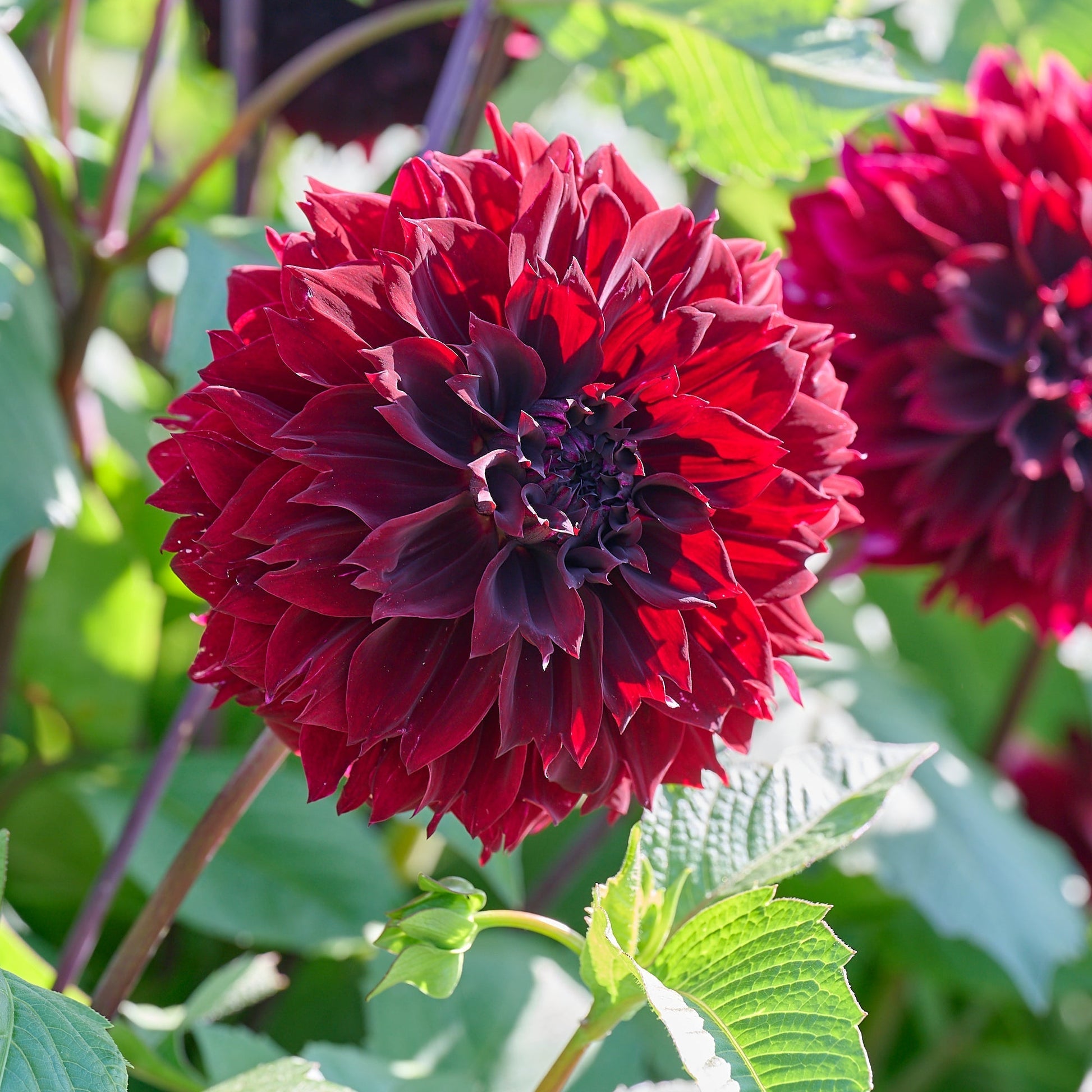 Dalia 'Dark Fubuki'