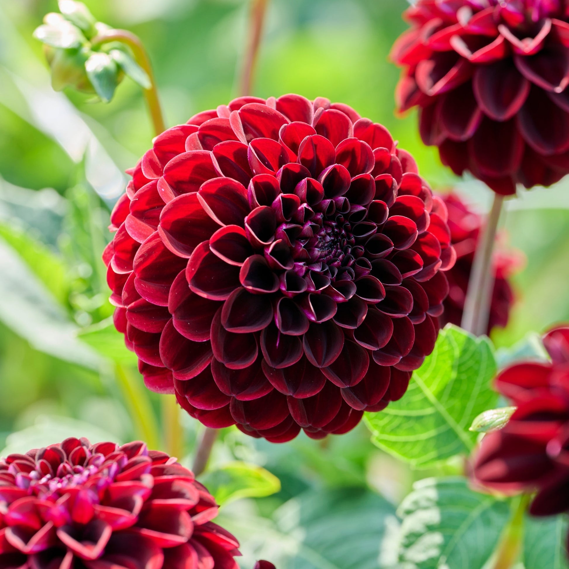 Dalia 'Dark Spirit'