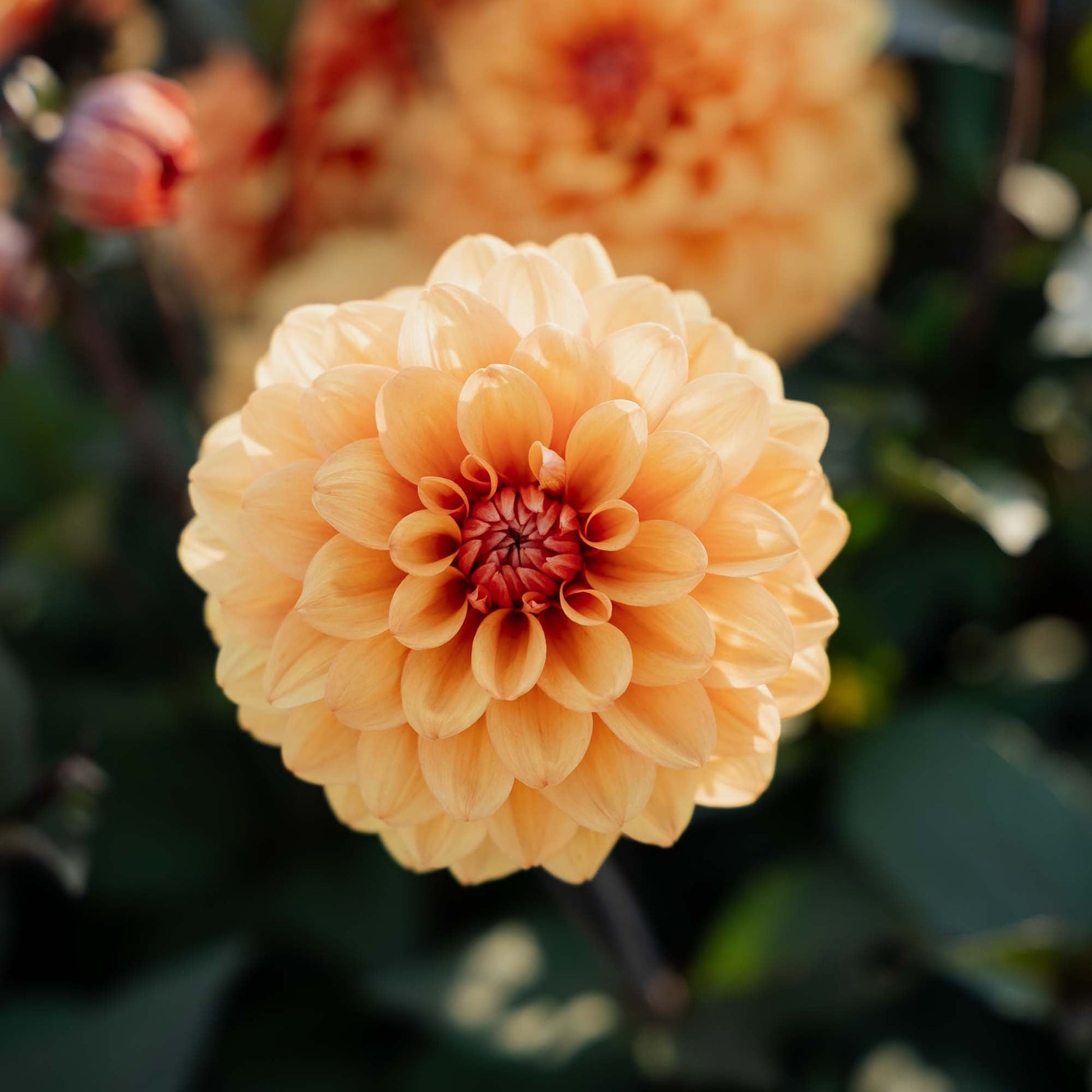 Dalia 'David Howard'