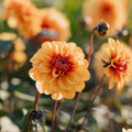 Dalia 'David Howard'