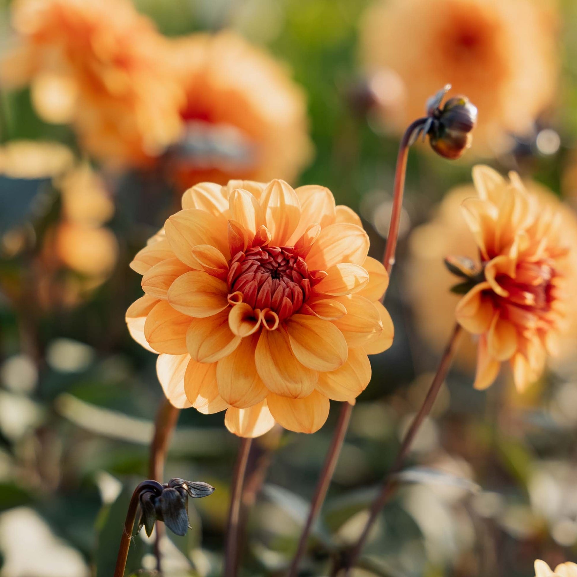 Dalia 'David Howard'