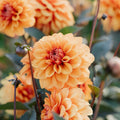 Dalia 'David Howard'