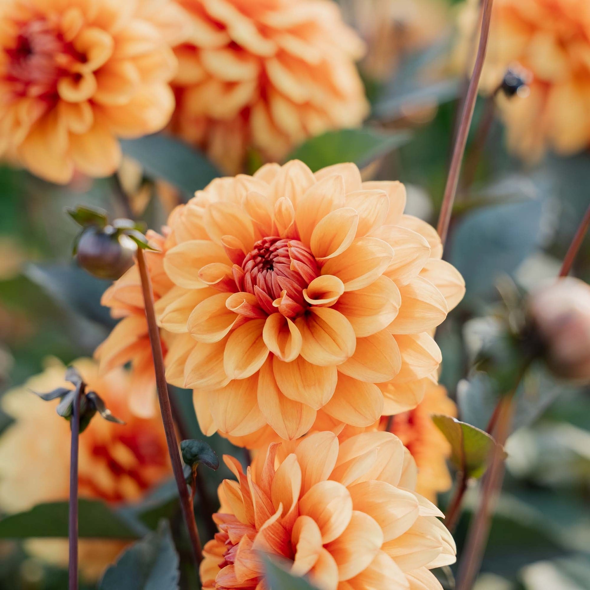 Dalia 'David Howard'