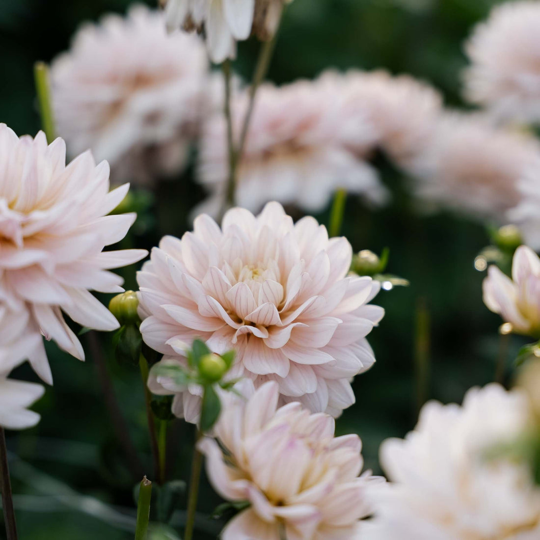 Dalia 'Diana’s Memory'