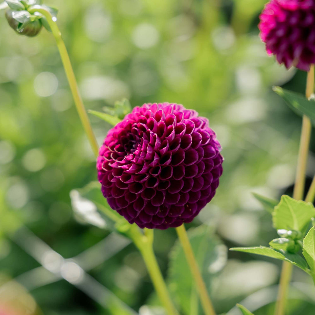 Dalia 'Downham Royal'