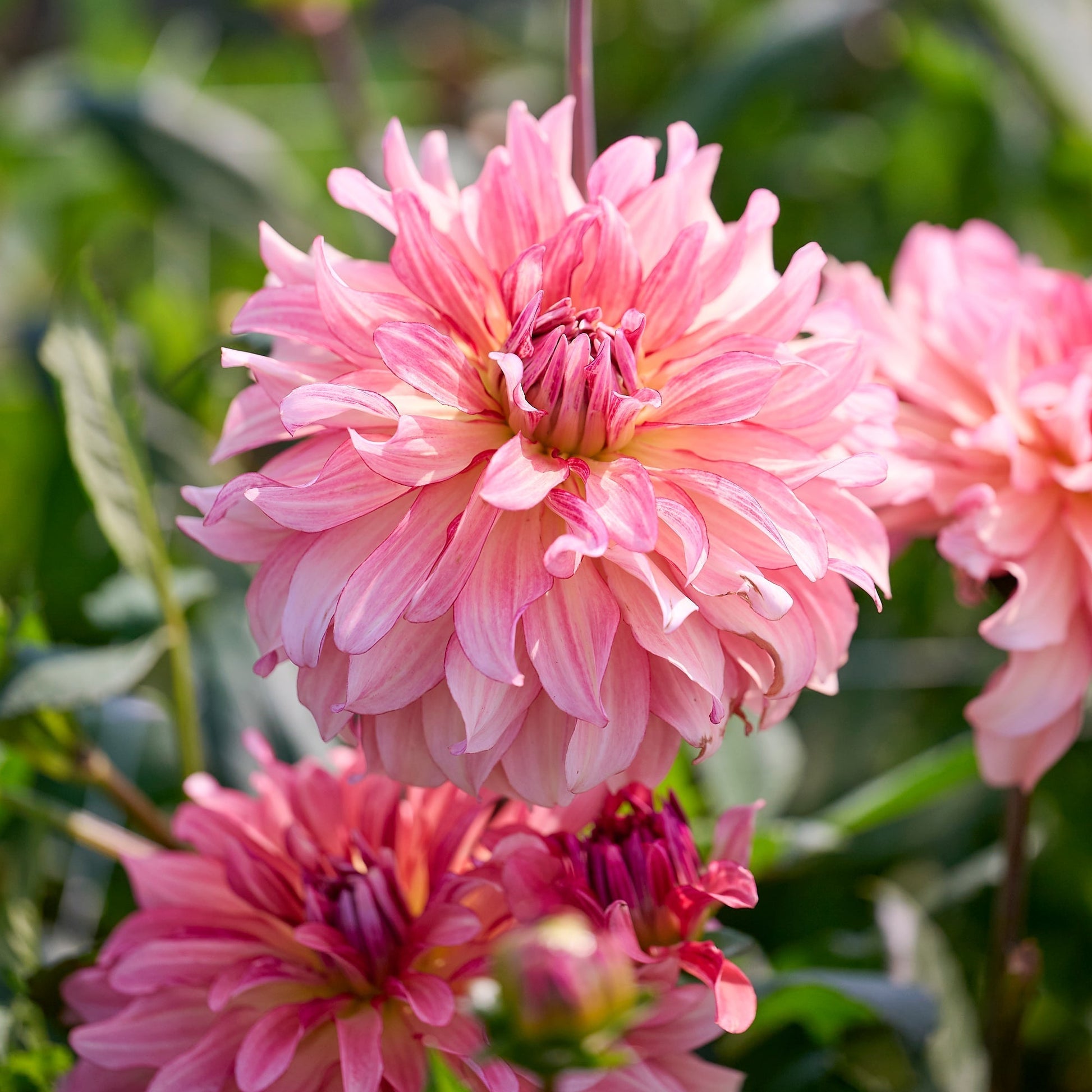 Dalia 'Dutch Delight'