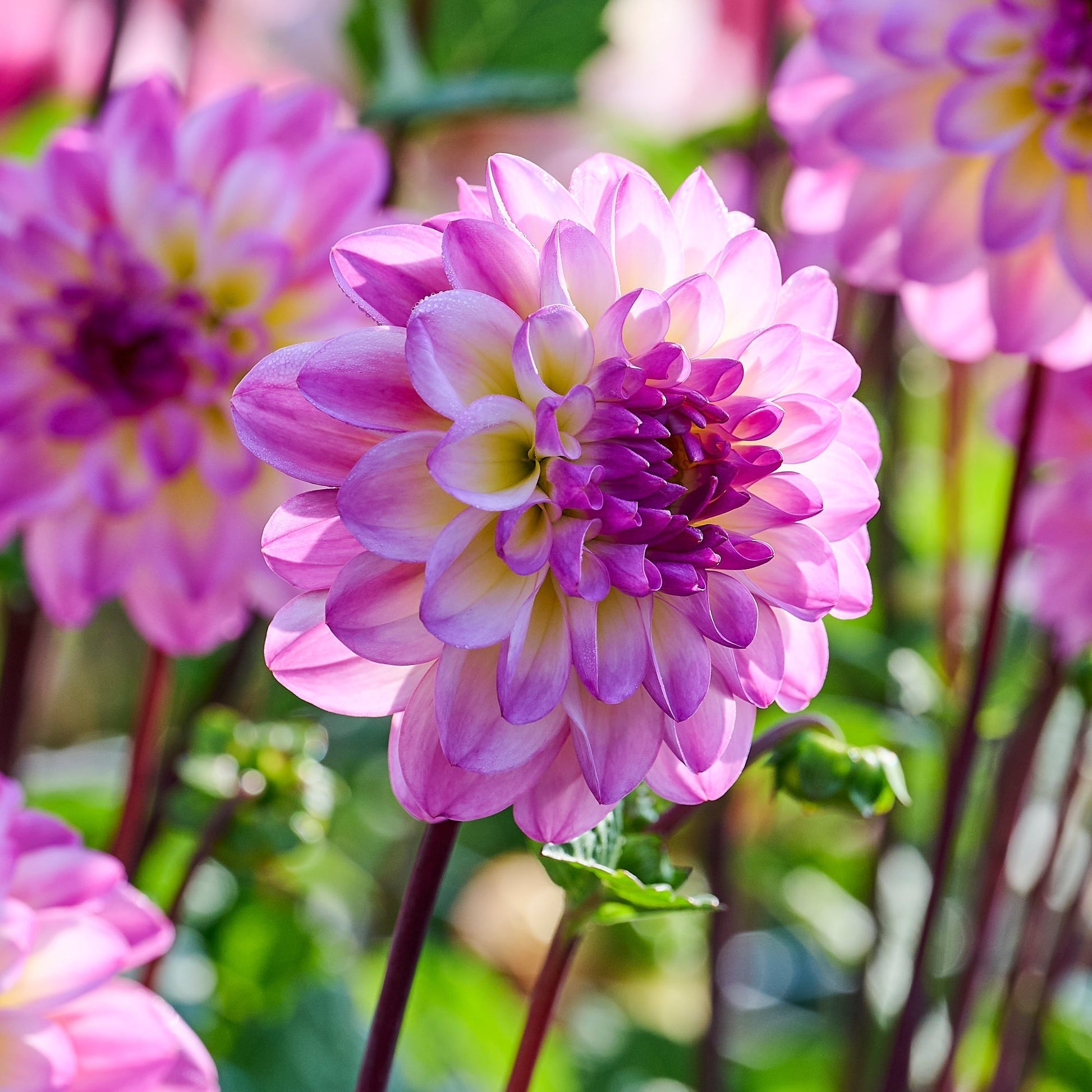 Dalia 'El Paso'