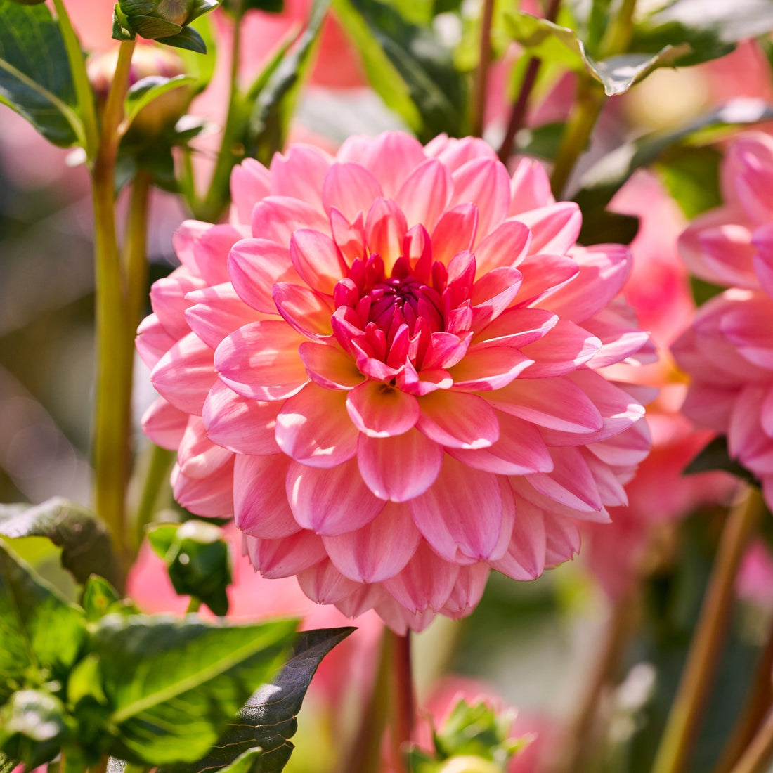 Dalia 'Erna Panzer'