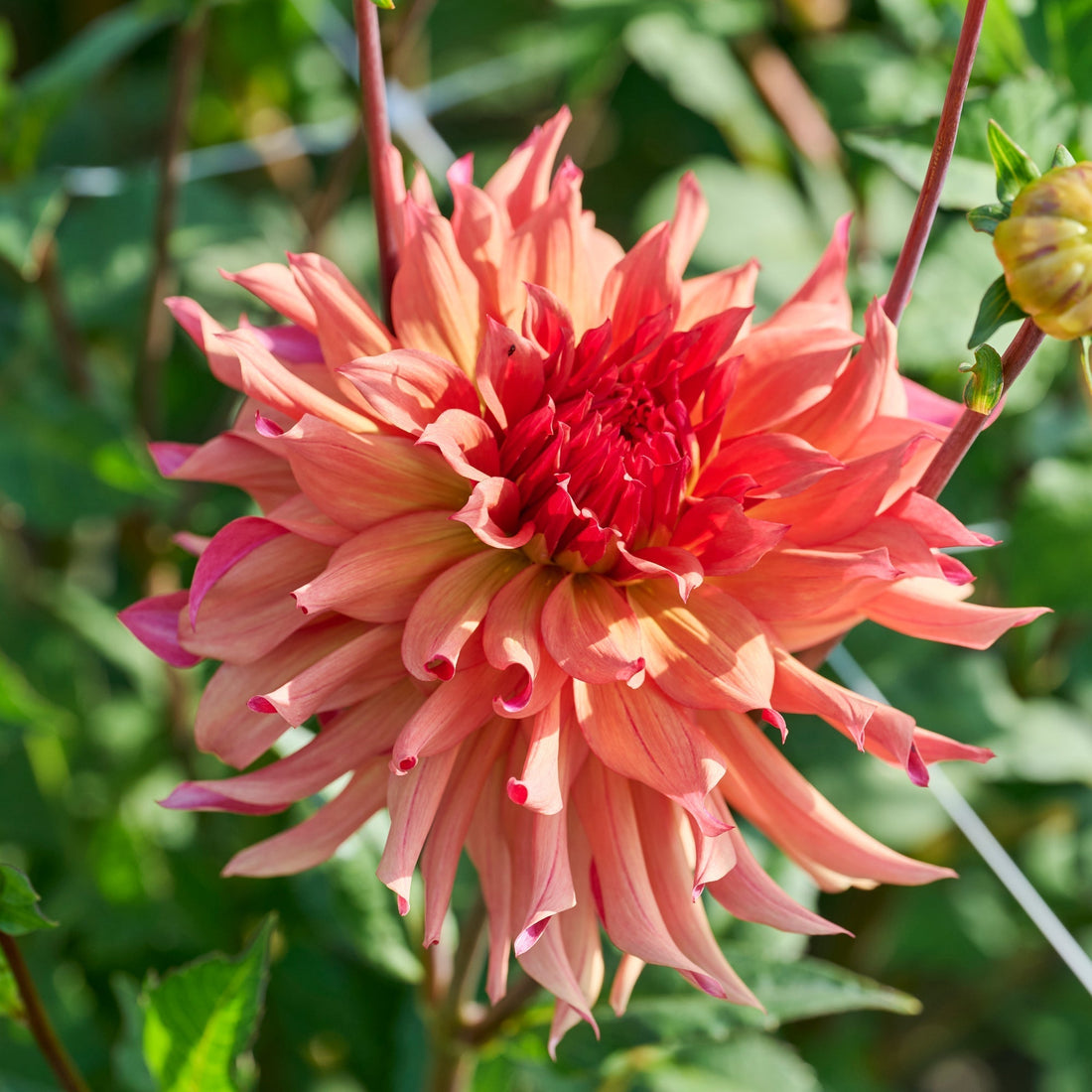 Dalia 'Erpeler Ley'