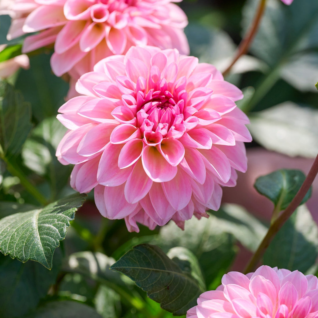 Dalia 'Esli'