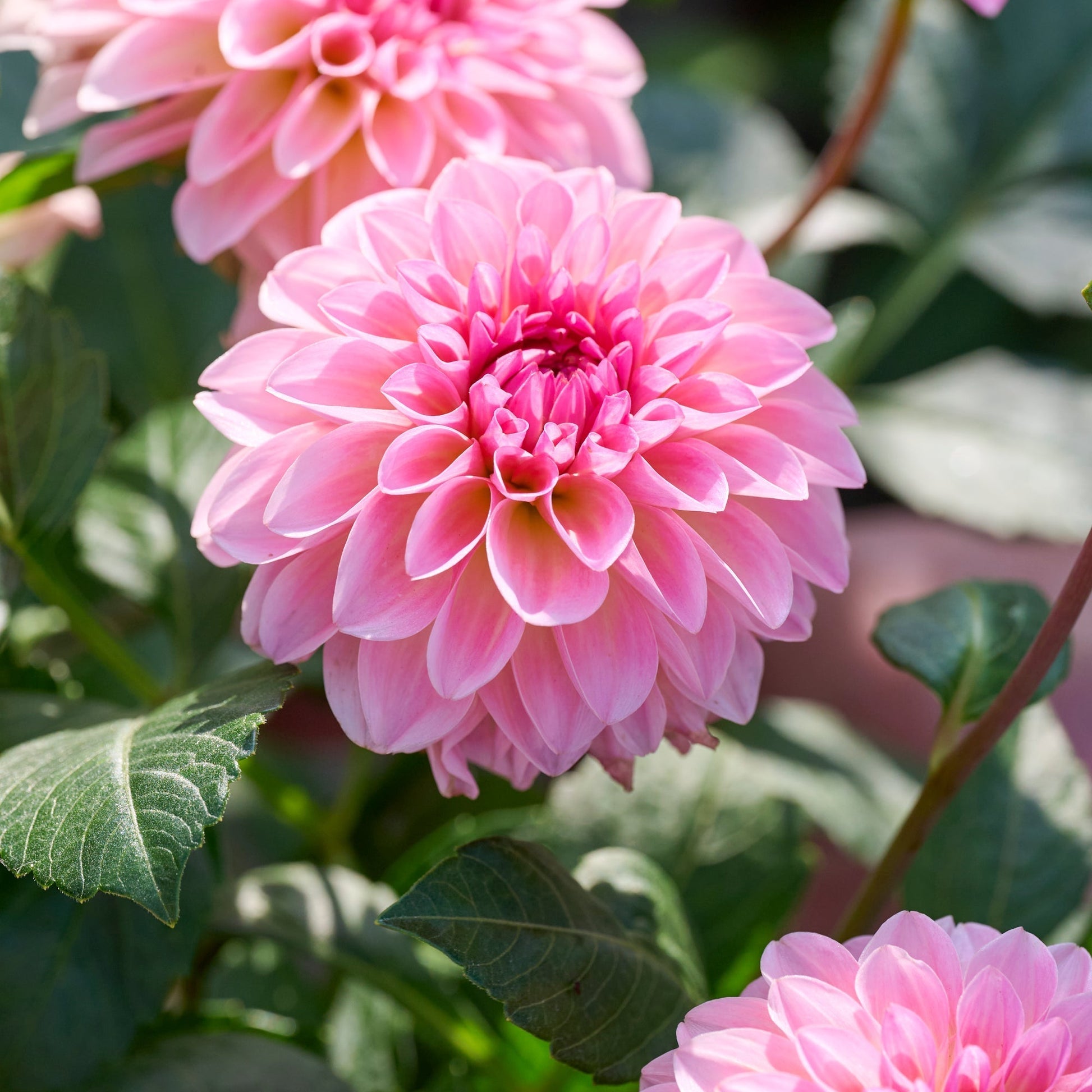 Dalia 'Esli'
