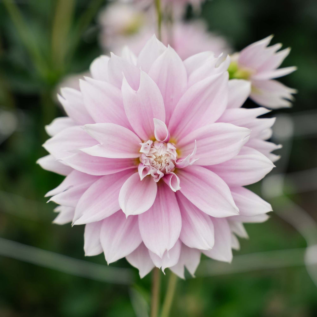 Dalia 'Evanah'