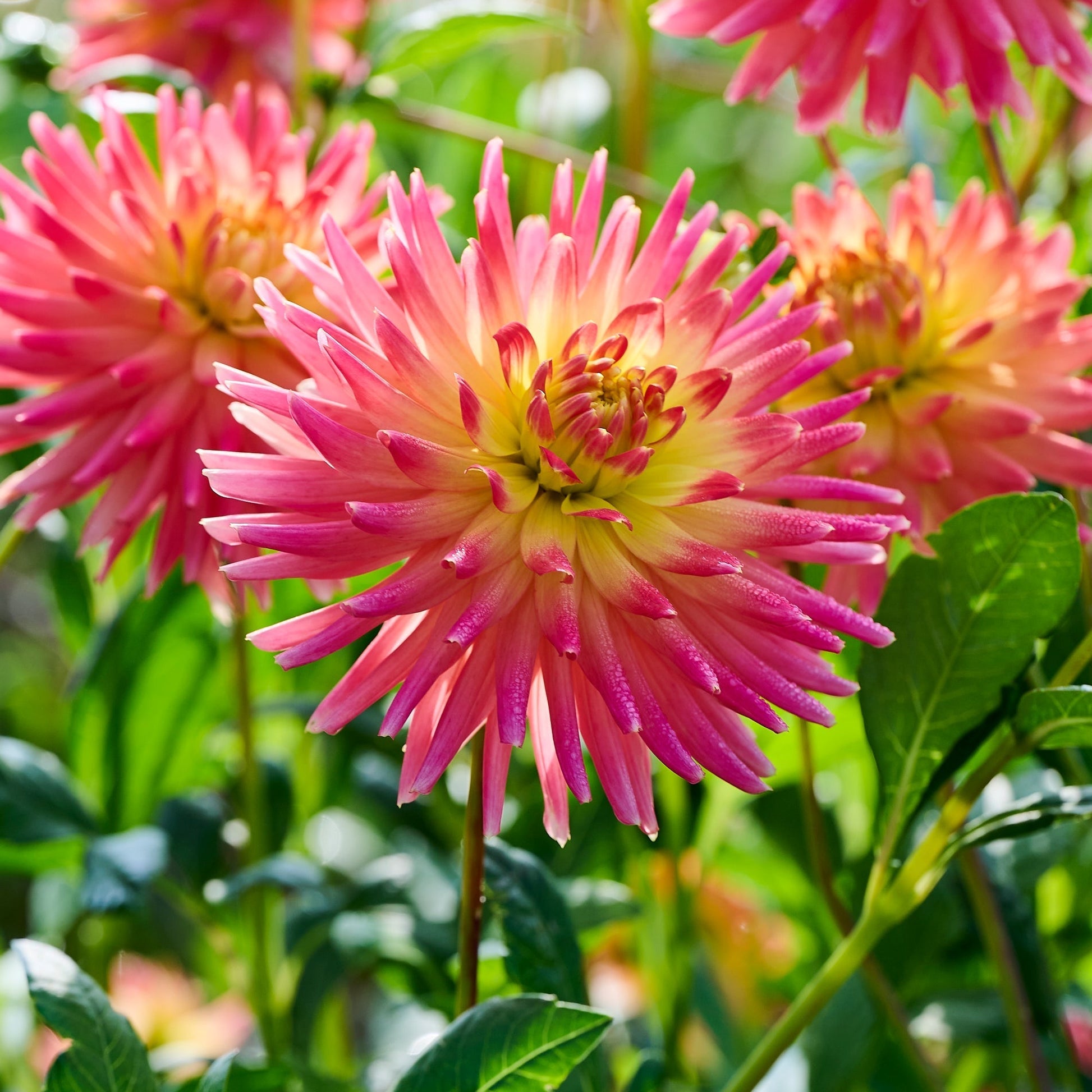Dalia 'Felida Solar Flare'