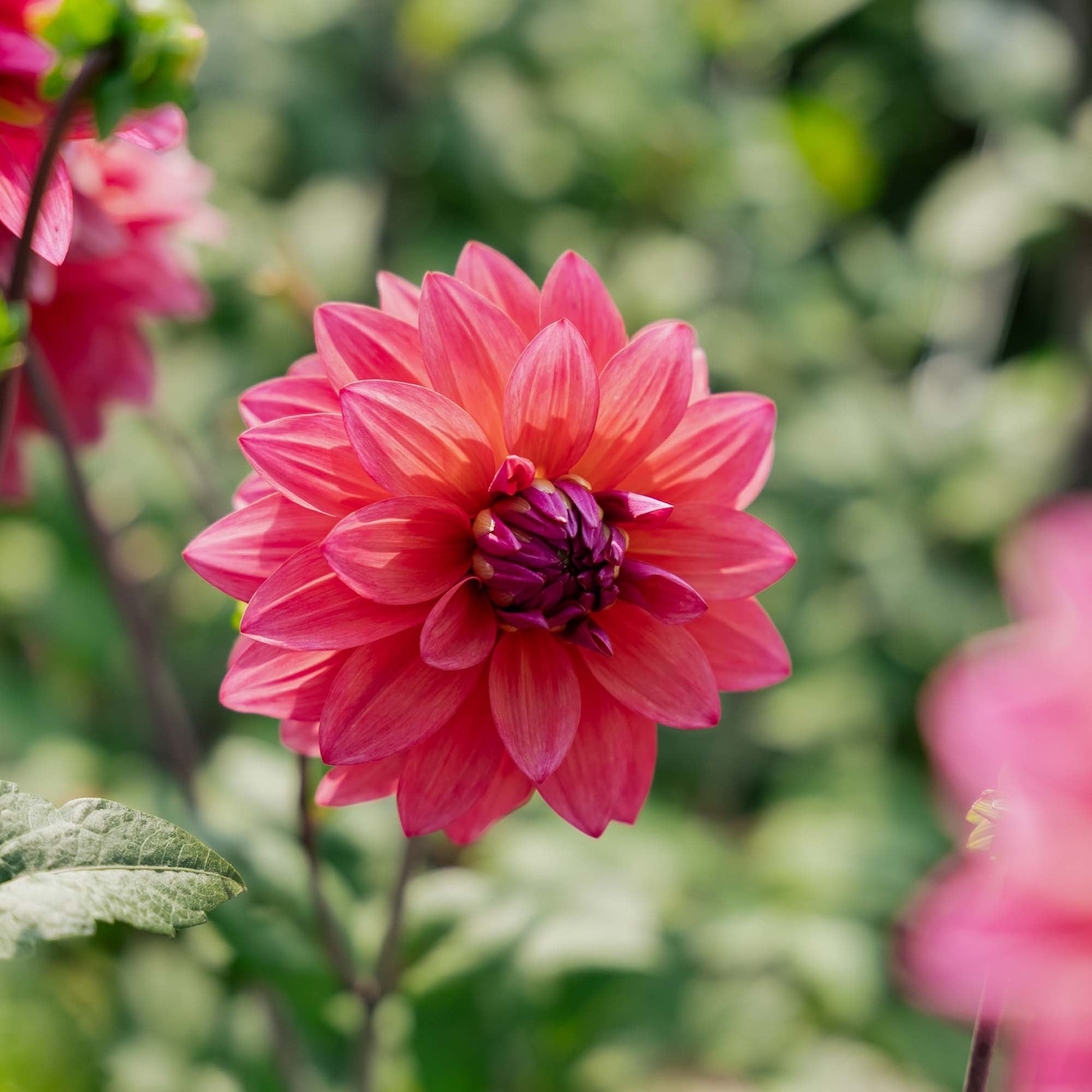 Dalia 'Feline Yvonne'