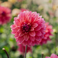 Dalia 'Feline Yvonne'