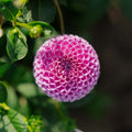 Dalia 'Franz Kafka'