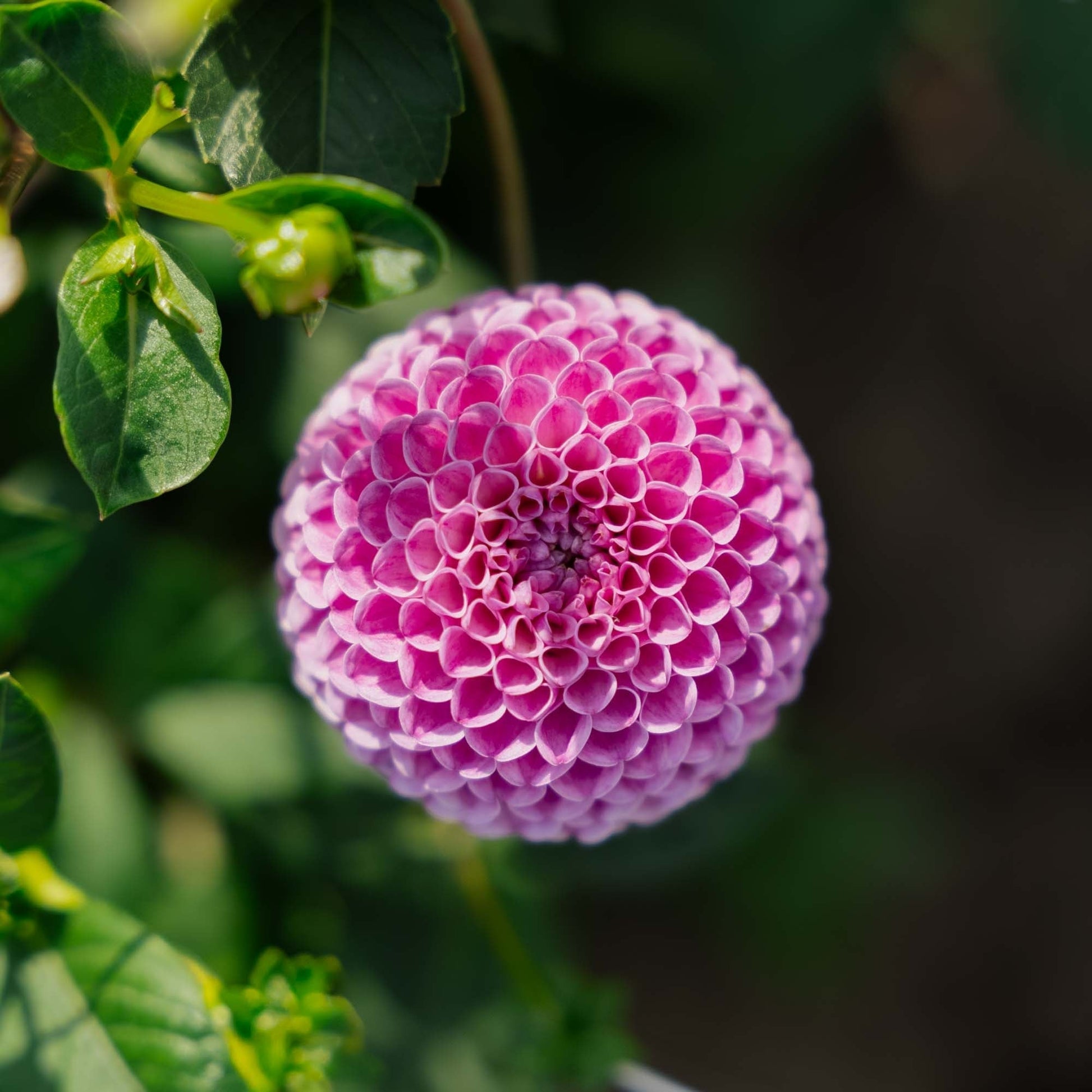 Dalia 'Franz Kafka'