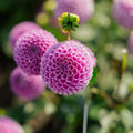 Dalia 'Franz Kafka'