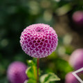 Dalia 'Franz Kafka'