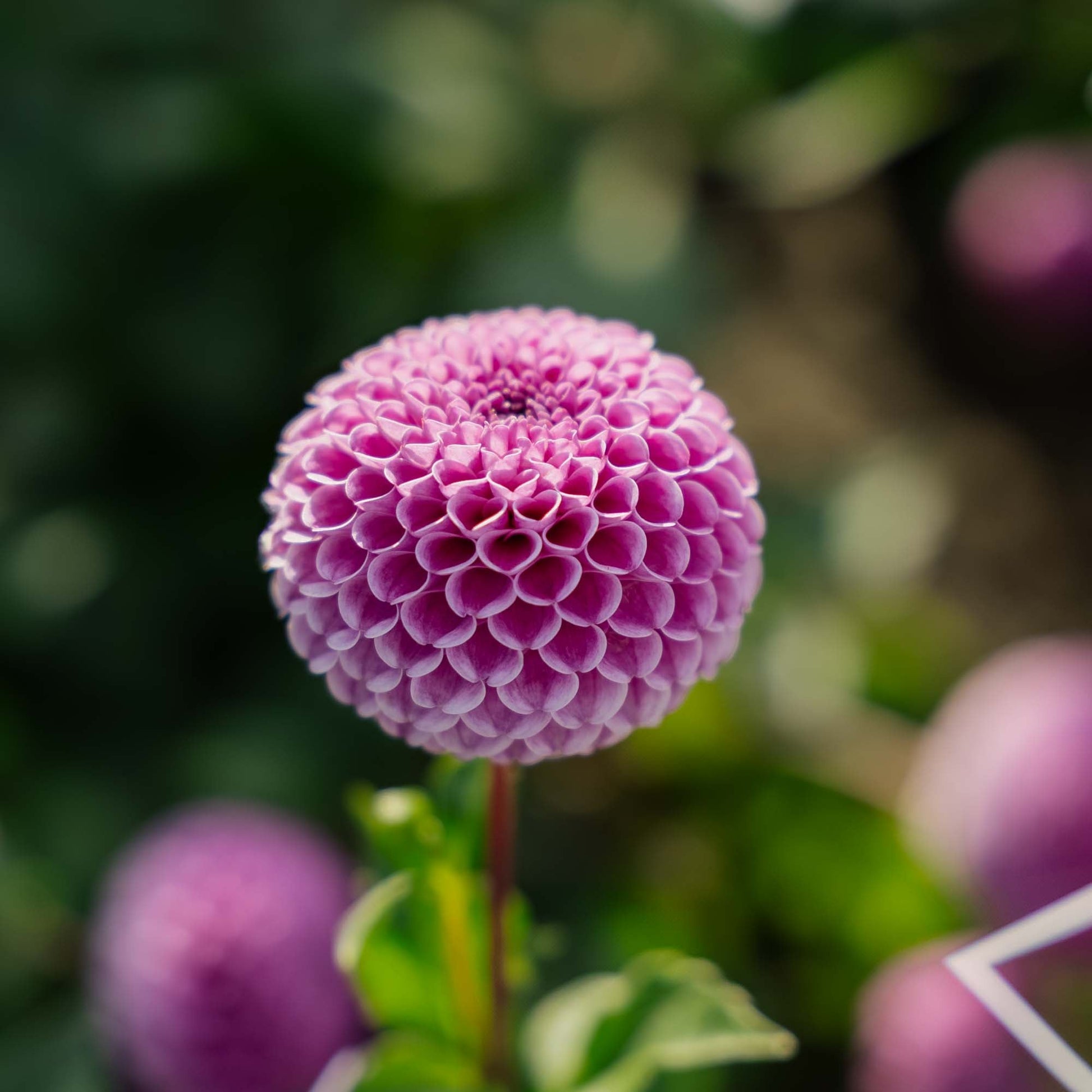 Dalia 'Franz Kafka'