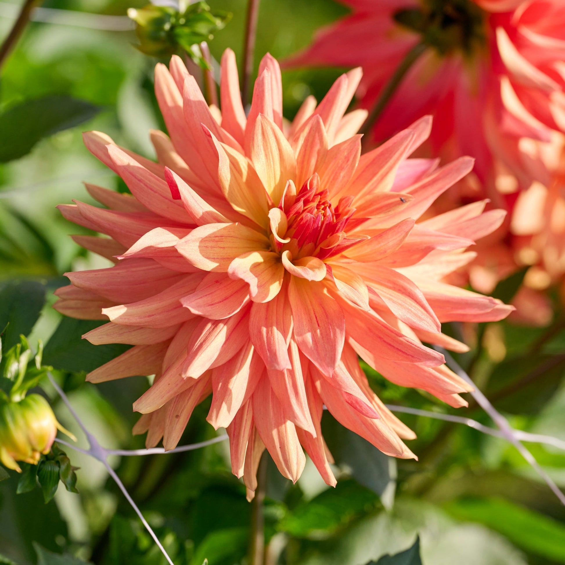 Dalia 'French Cancan'