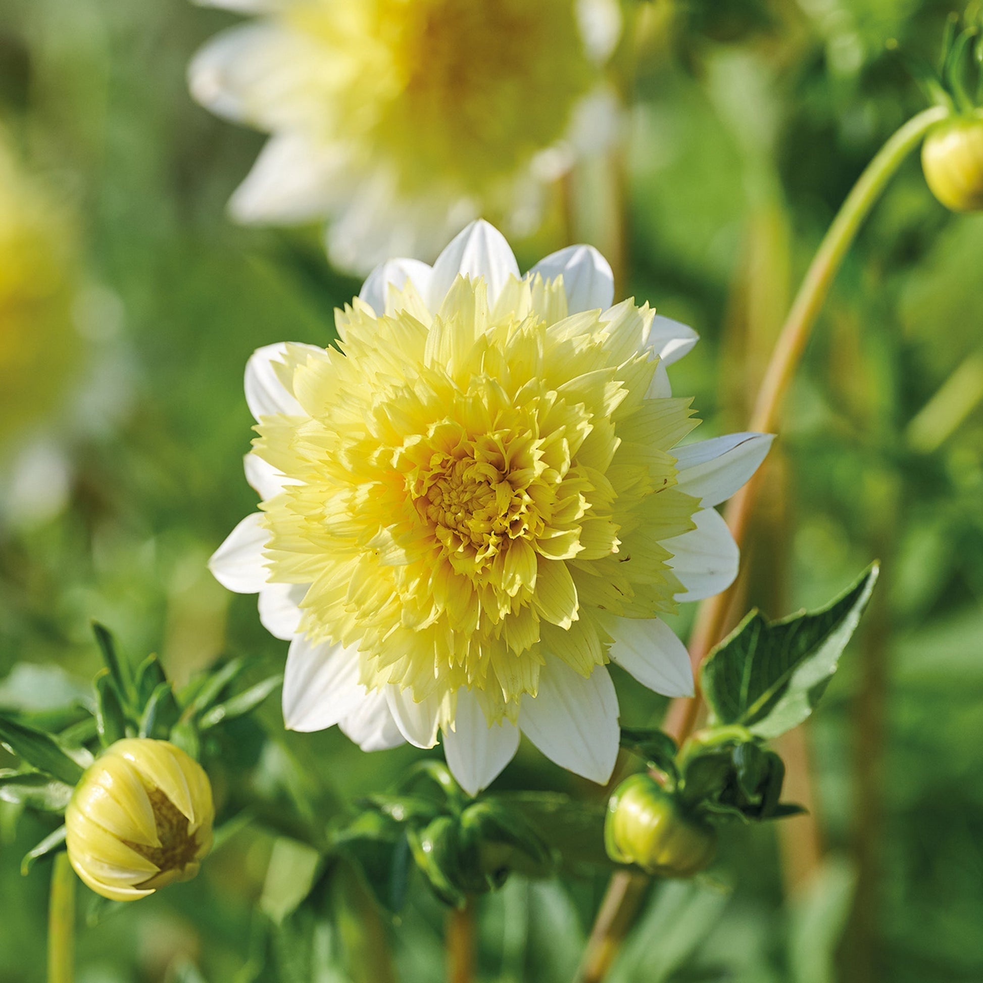 Dalia 'Freya's Paso Doble'