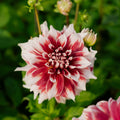 Dalia 'Frost Nip'