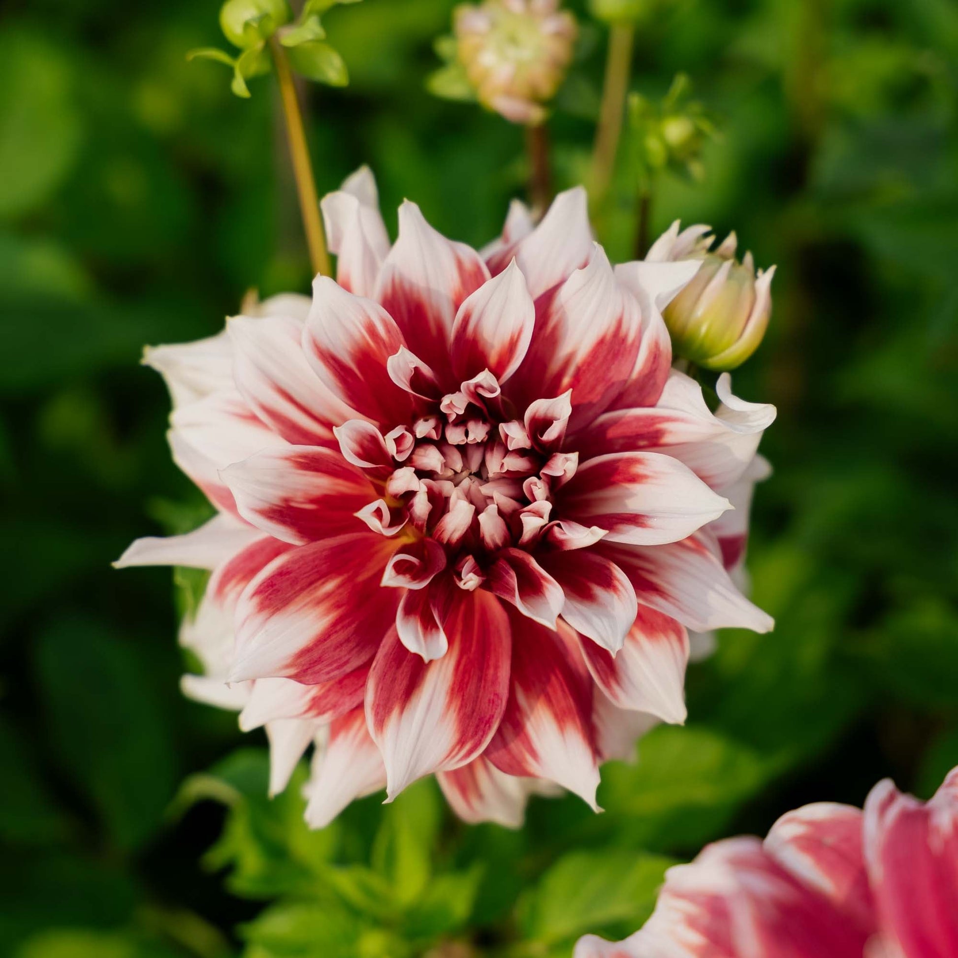 Dalia 'Frost Nip'