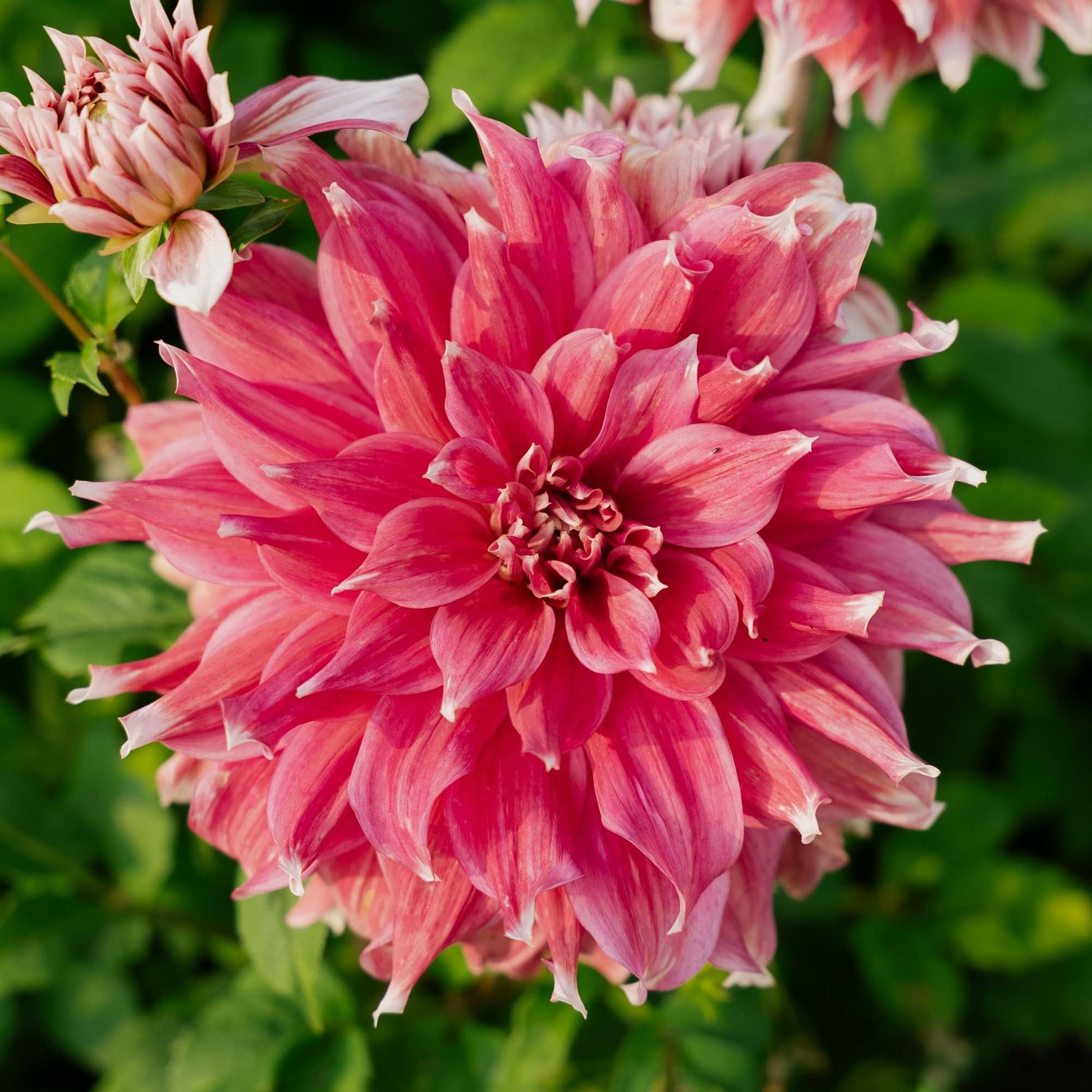Dalia 'Frost Nip'