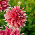 Dalia 'Frost Nip'