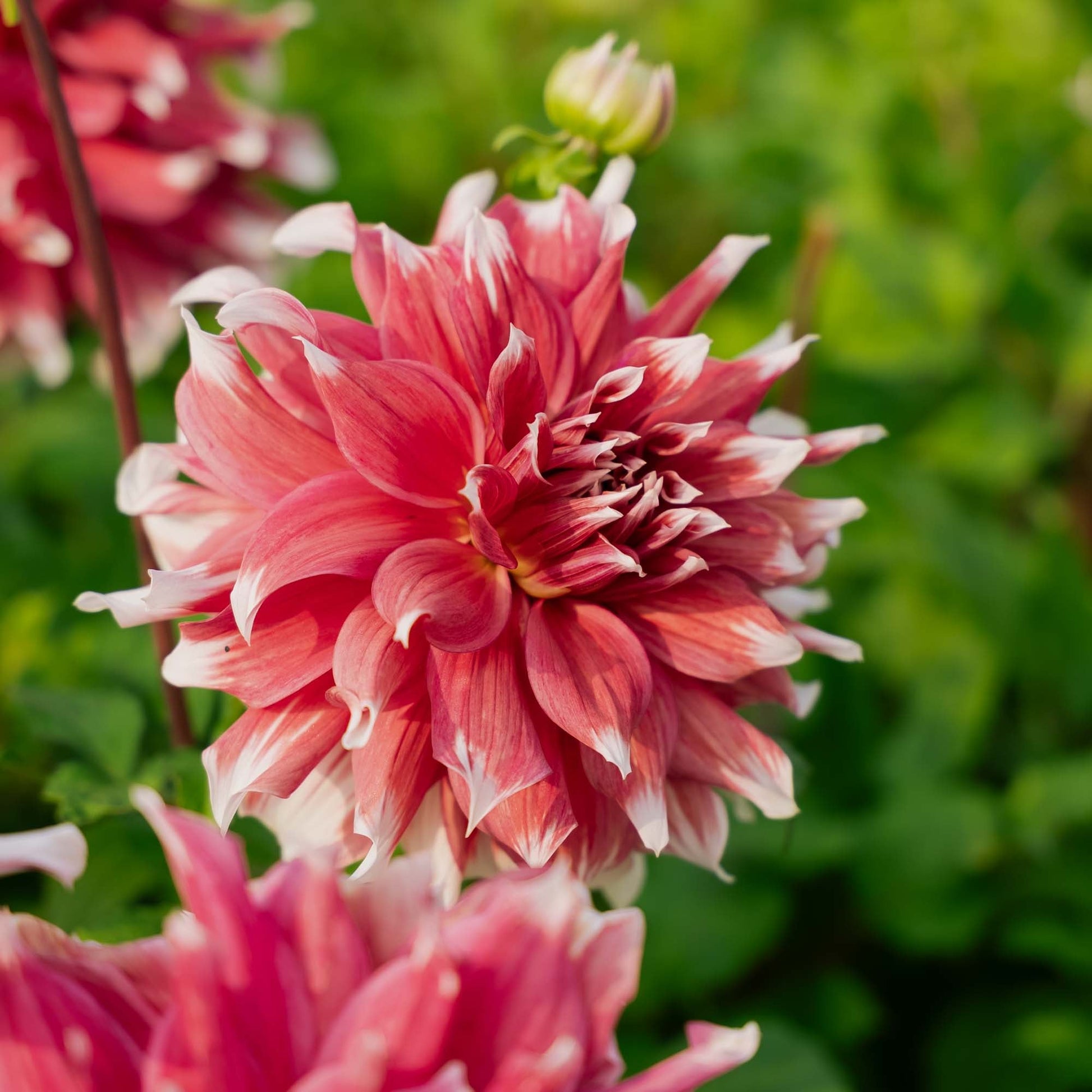 Dalia 'Frost Nip'