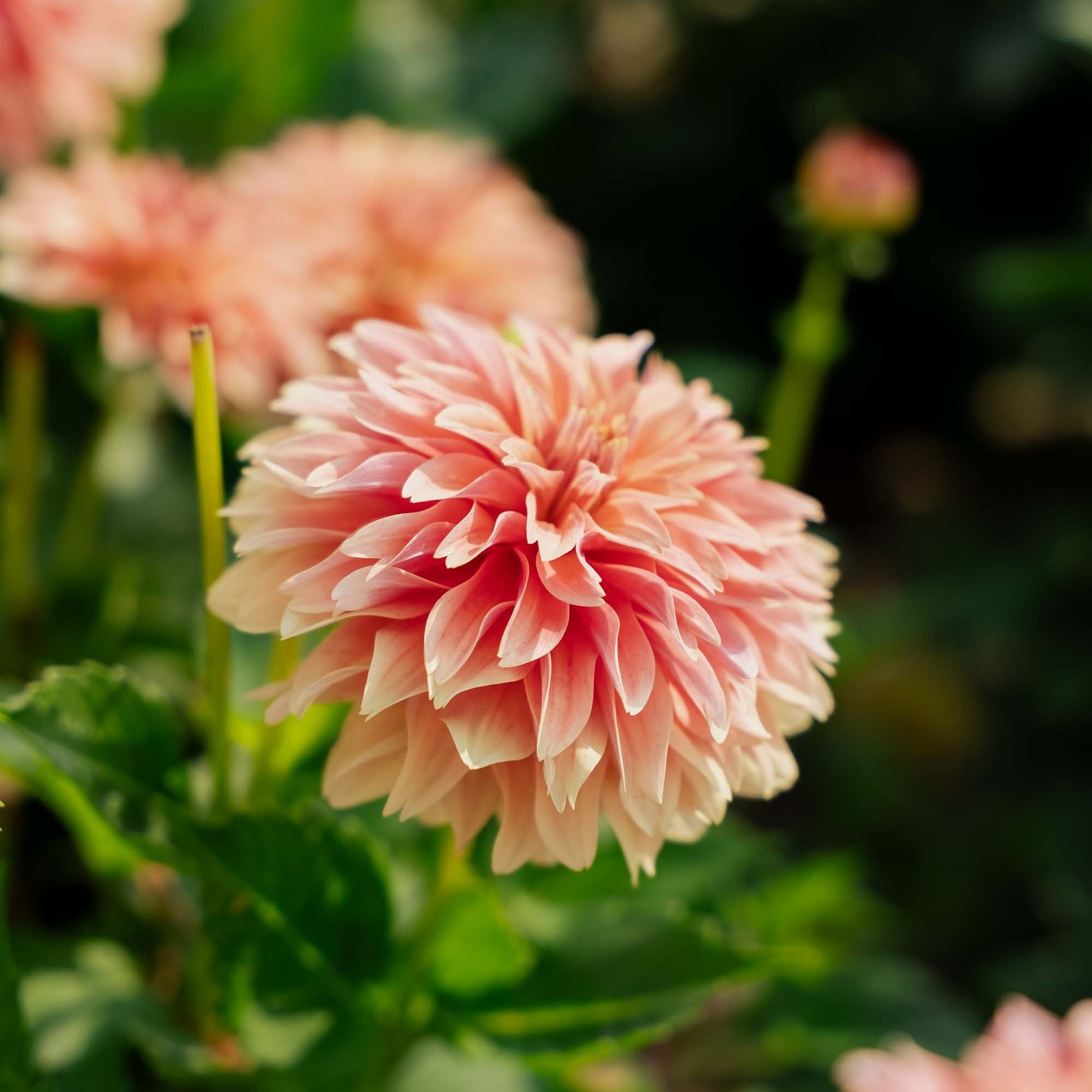 Dalia 'Garden Desire'