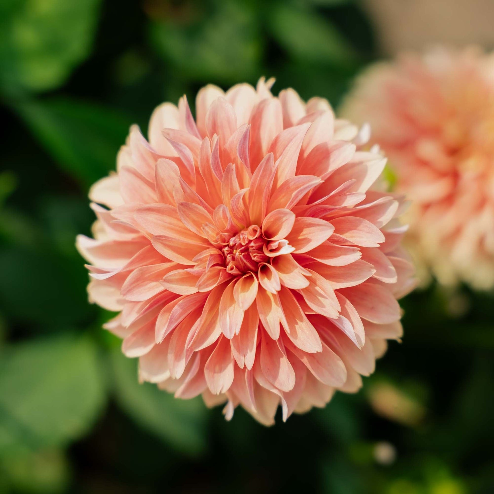 Dalia 'Garden Desire'