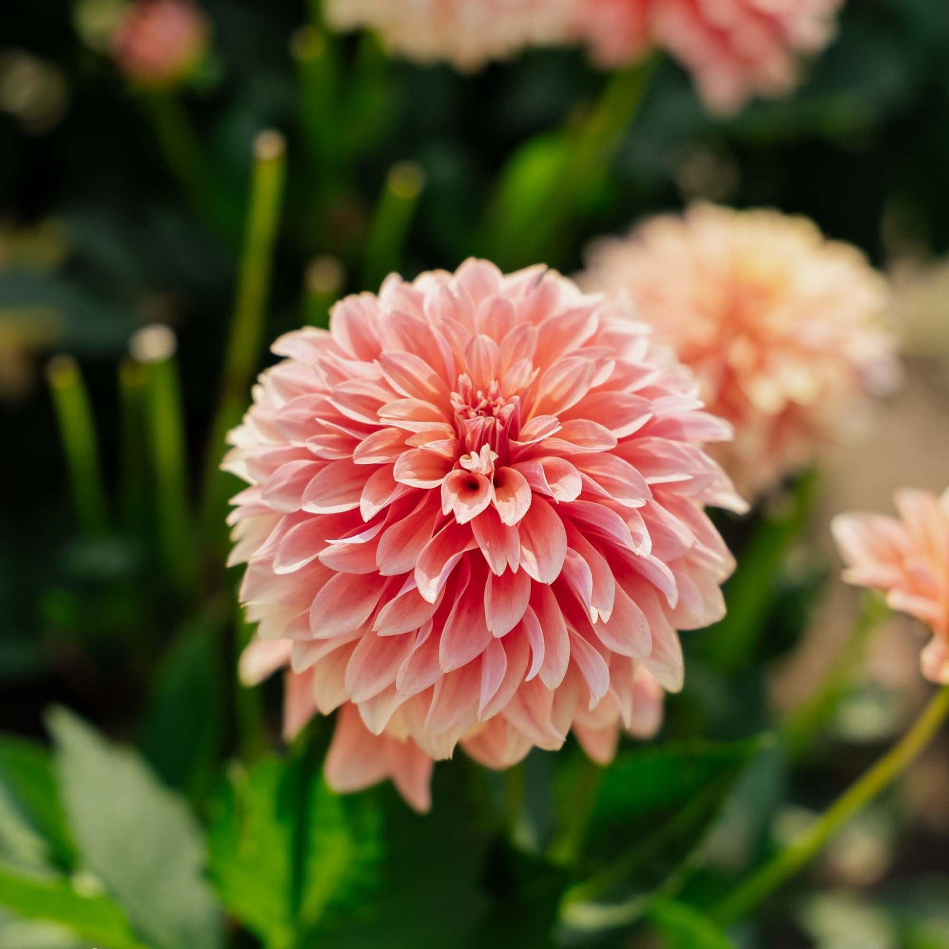 Dalia 'Garden Desire'