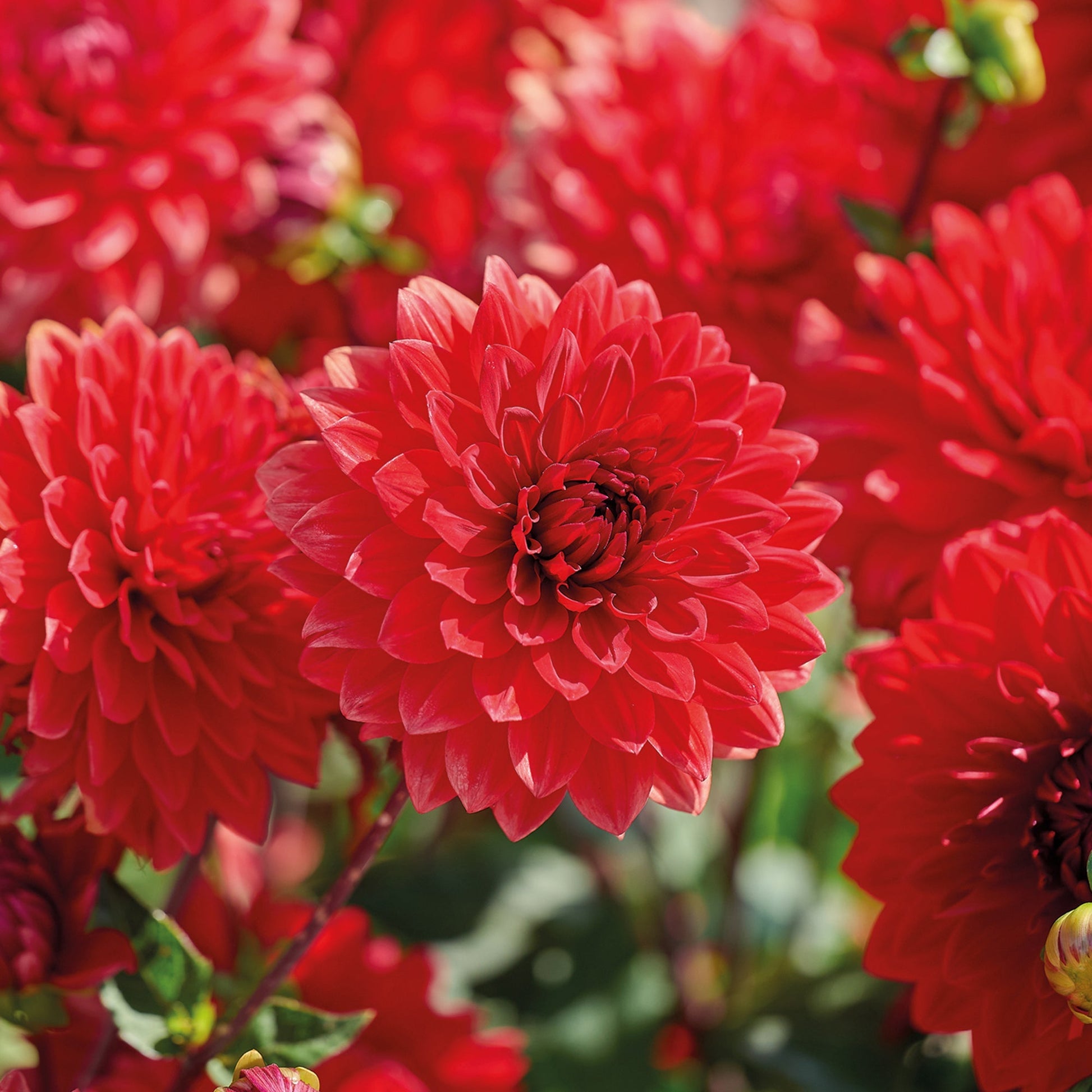 Dalia 'Garden Wonder'