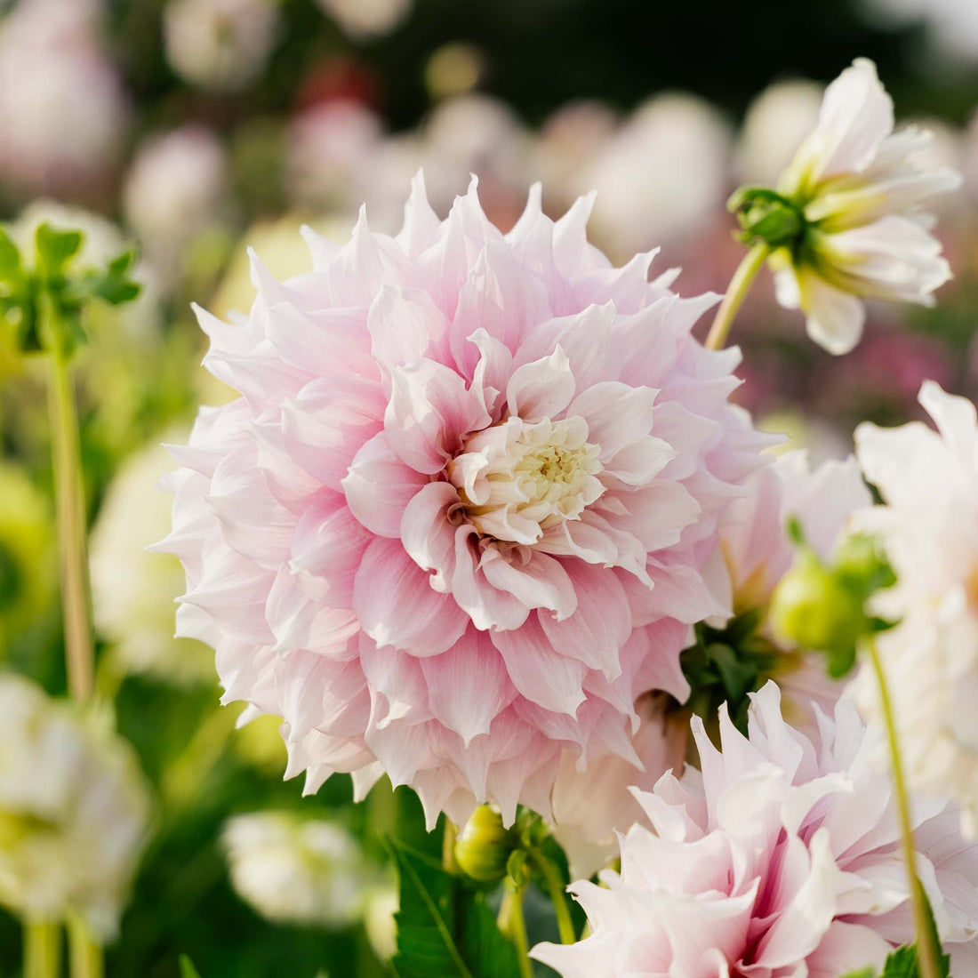 Dalia 'Gitt's Perfection'