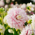 Dalia 'Gitt's Perfection'