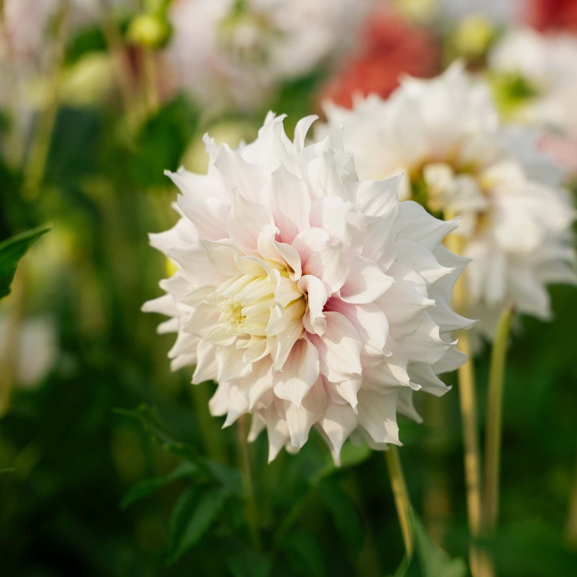 Dalia 'Gitt's Perfection'