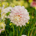Dalia 'Gitt's Perfection'