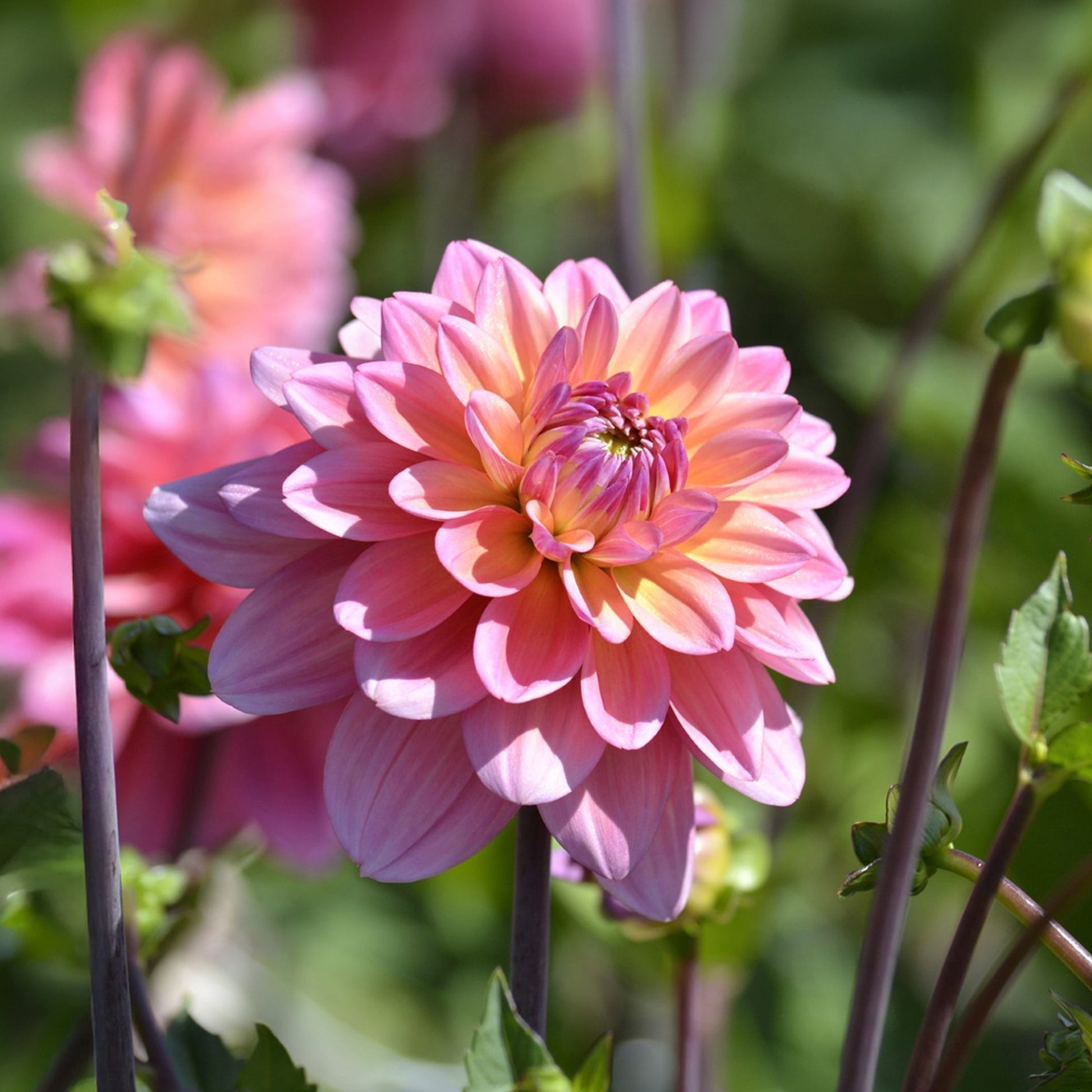 Dalia 'Great silence'