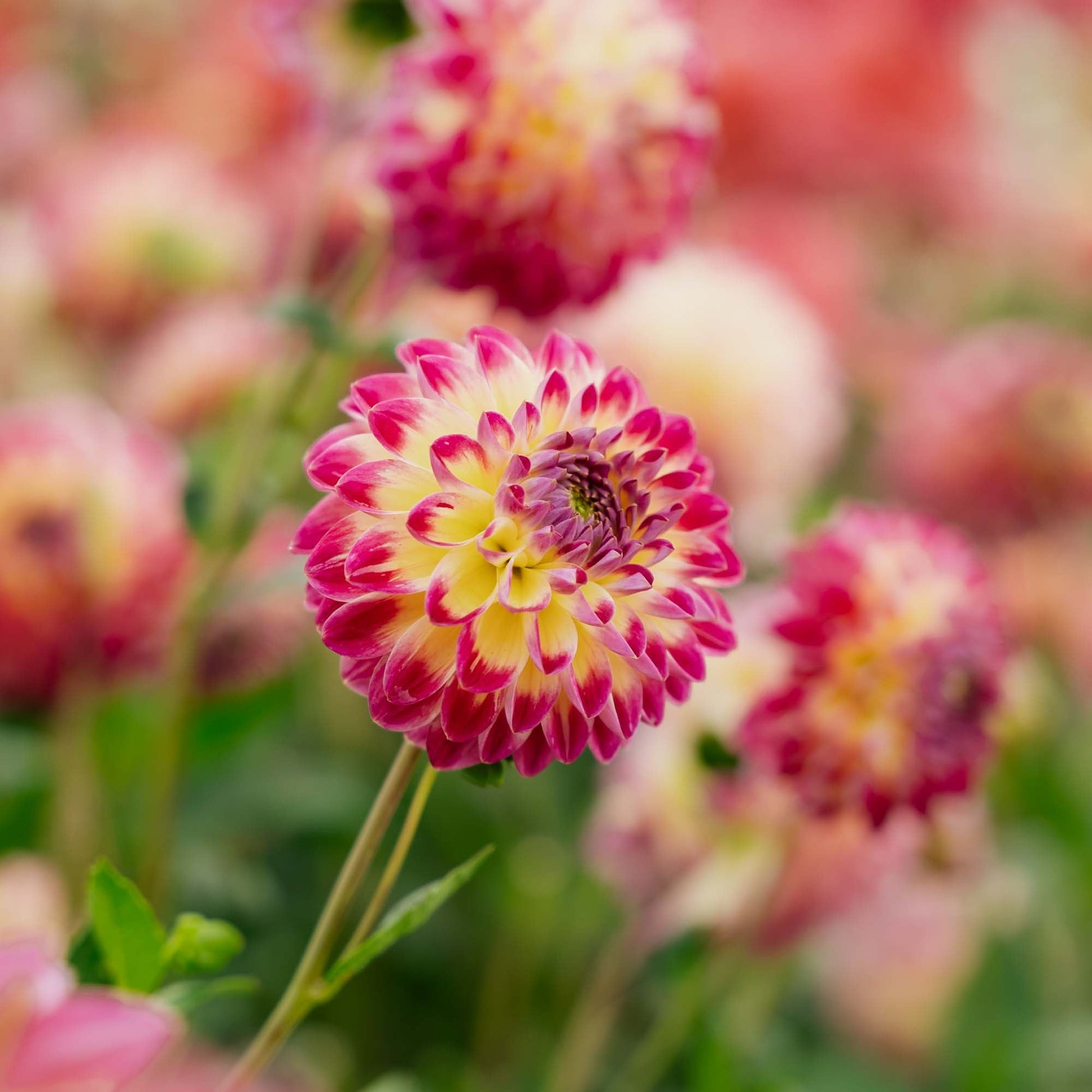 Dalia 'Hapet Daydream'